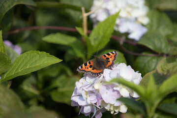 Large tortoiseshell butterfly sitting on a white flower. British insect in a UK garden in summer