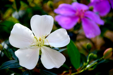 Beautiful flower in the yard of a house photographed using a zoom lens in close up.