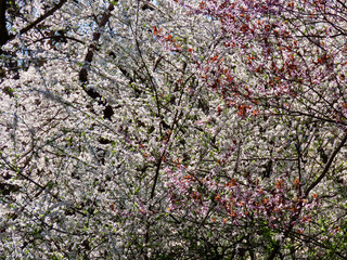 White and pink plums flowering, blue sky. Close up