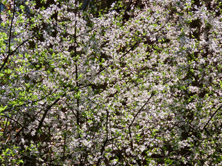 Fototapeta premium Wild white plum blossoms in a forest on a sunny spring day