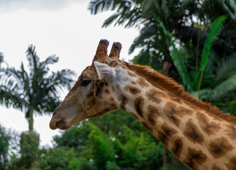 Giraffe walking in the field through the trees and photographed through a telephoto lens