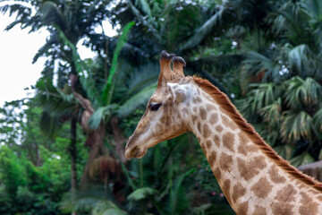 Giraffe walking in the field through the trees and photographed through a telephoto lens