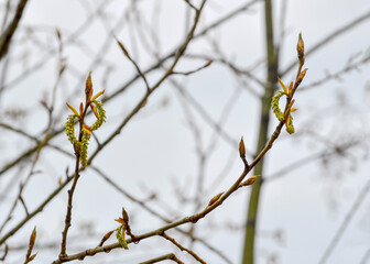 Spring shoots of poplar after rain on the background of a cloudy sky close up