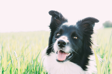 Portrait of a border in a field looking at camera. Portrait of a dog with copy space