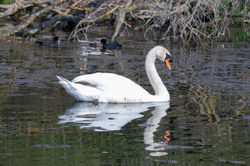 Mute swan swimming in the water in Spring with amazing reflections of the animal in the water