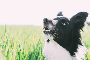 Portrait of a border in a field looking up. Portrait of a dog with copy space