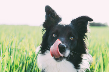 Portrait of a border collie looking at the camera while licking. Portrait in the field on the grass