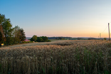 Weizenfeld bei Sonnenuntergang