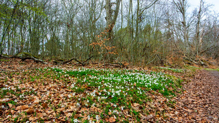 Obraz premium autumn leaves on the ground
