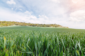 Landscape of a grass field