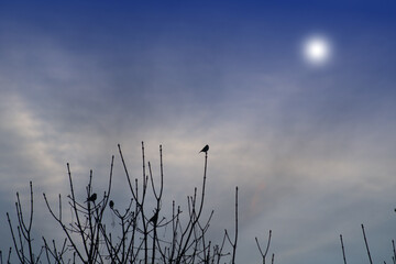birds,nature,cloud, evening,winter,animal,nature,view,silhouette, blue,