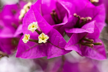 Purple flowers of Bougainvillea spectabilis on blur background ( Bokeh ). Close Up shot of purple flower bougainvillea.