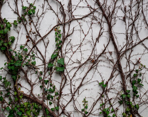 White wall overgrown with climbing plants