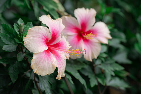 Hibiscus flower or Pink flower