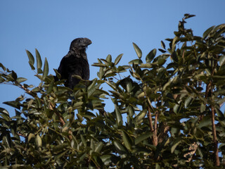 Black bird on tree with blue sky background