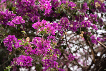 Obraz premium Purple flowers of Bougainvillea spectabilis . Wide shot of purple flower bougainvillea.