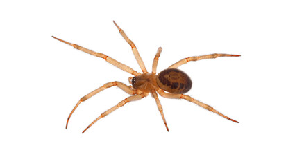 Noble false widow spider isolated on white background, Steatoda nobilis juvenile