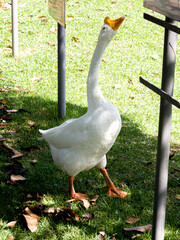 Beautiful bird walking in central city park