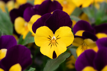 yellow and purple pansy 