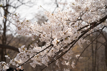 Cherry Blossoms on a sunny day at High park in Spring Toronto Ontario