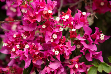 Fototapeta premium Pink flowers of Bougainvillea spectabilis. Close Up shot of pink flower bougainvillea.
