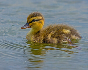 A Mallard chick swims away from its parents - Ottawa
