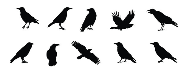 silhouettes of bird crow