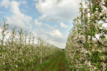 Fruit farm in spring and seasonal bloom at smart garden, agriculture industry