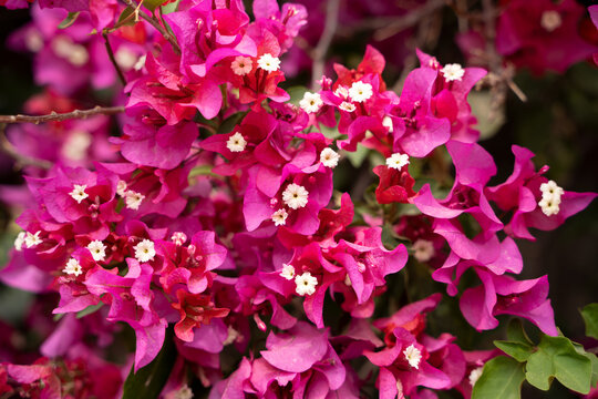 Pink flowers of Bougainvillea spectabilis. Close Up shot of pink flower bougainvillea. © sagar