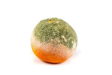 Rotten orange isolated on white background. Orange with mold fungi. Green mold on an orange. Moldy...