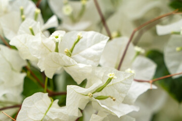 White flowers of Bougainvillea spectabilis. closeup shot of white flower bougainvillea.