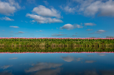 Field of tulips reflected in water