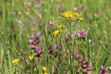 Flowering grasses in a meadow in spring