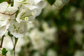 White flowers of Bougainvillea spectabilis. closeup shot of white flower bougainvillea.