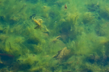 Fototapeta na wymiar Algae under the surface of the water
