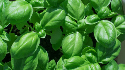 young basil shoots, top view