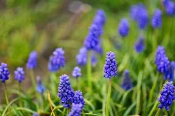 flowers in the garden