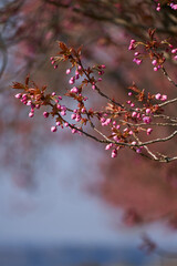 Spring