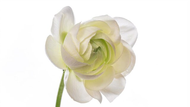 Beautiful White ranunculus flower opening on white background, close up. Timelapse. Wedding, Valentines Day, Mothers Day concept. Holiday, love, birthday design backdrop