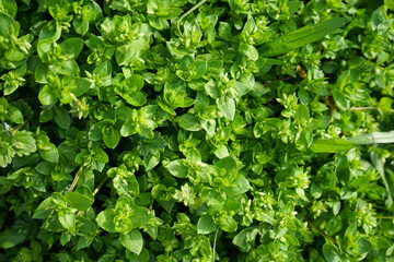 Obraz premium Green grass texture background. Top view.