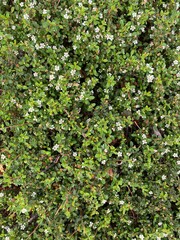 background of little green plants