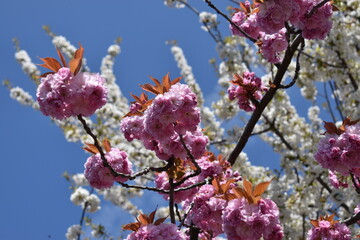 pink cherry blossom
