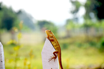 Purulia, West Bengal, India- 22 October 2021 | Chameleon  spending its leisure time in the morning   
 