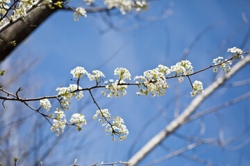 branch of a blossoming tree with blue sky background