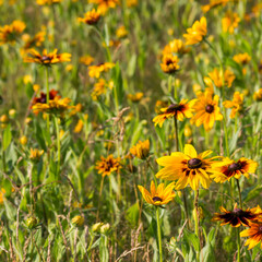 rudbeckia flowers in nature