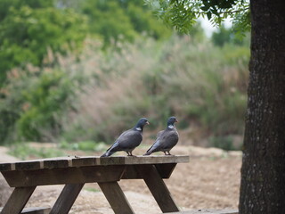 dos aves color blanco y gris posadas sobre una mesa de picnic