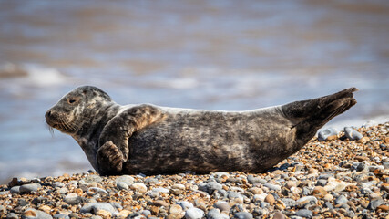 Obraz premium Common Seal Pup