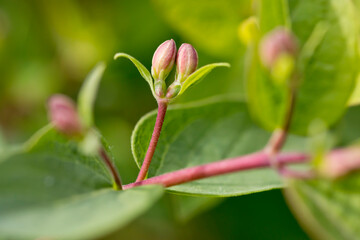 close up of pink flower buds