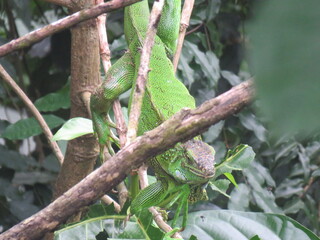 Iguana en Panamá