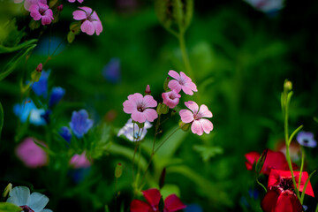Fototapeta premium flowers for bees in the garden
